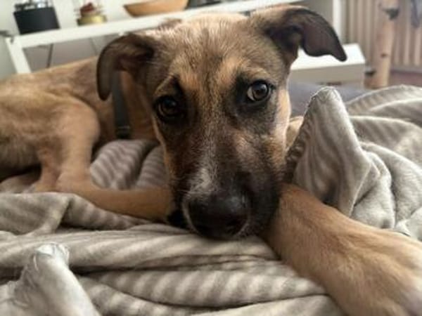 Zuko sucht sein Für-Immer-Zuhause