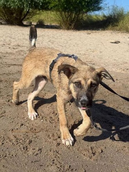 Zuko sucht sein Für-Immer-Zuhause