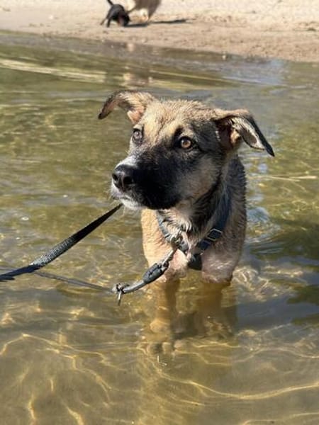 Zuko sucht sein Für-Immer-Zuhause