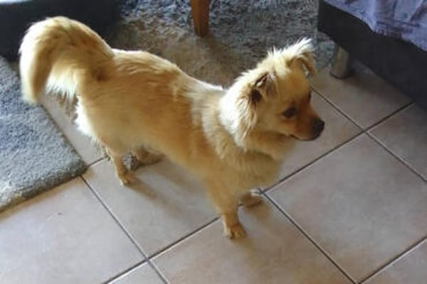 DEVI, sanfte kleine Dame sucht