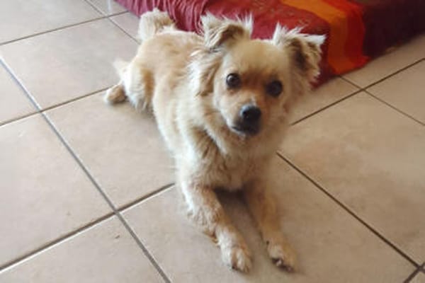 DEVI, sanfte kleine Dame sucht