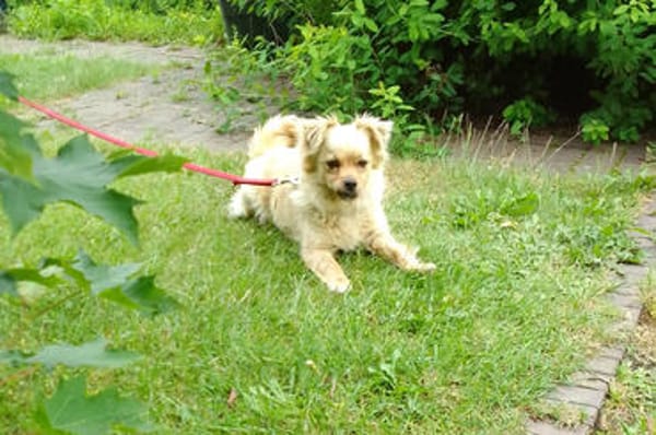 DEVI, sanfte kleine Dame sucht