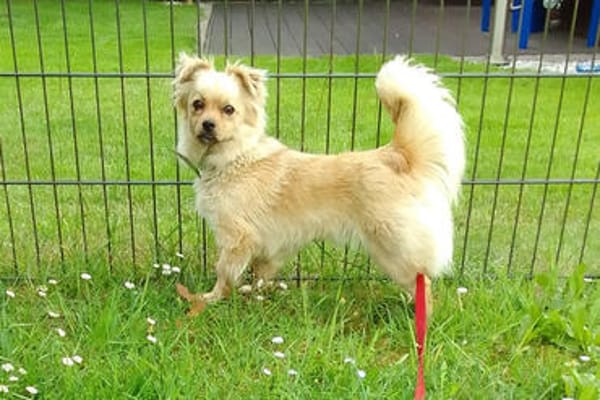 DEVI, sanfte kleine Dame sucht