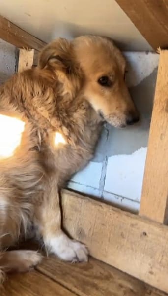 Loki braucht Zeit, Geduld, Liebe