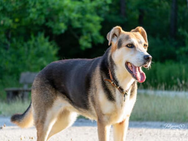 Sanfte Kiara sucht Zuhause für ihren Lebensabend