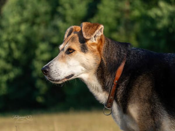 Sanfte Kiara sucht Zuhause für ihren Lebensabend