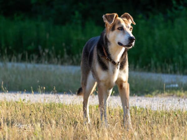 Sanfte Kiara sucht Zuhause für ihren Lebensabend