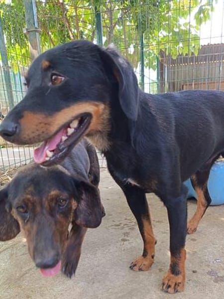 Simon  es möchte die Vergangenheit hinter sich lassen🐕🐾
