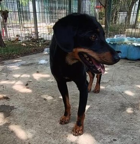 Simon  es möchte die Vergangenheit hinter sich lassen🐕🐾