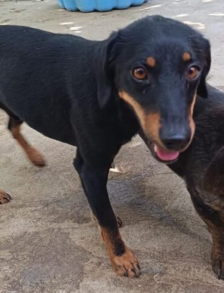 Simon  es möchte die Vergangenheit hinter sich lassen🐕🐾