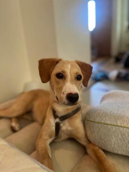 Ivy wartet auf dich