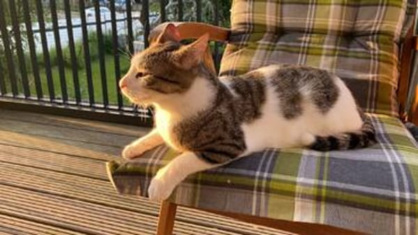 Lounis - Kleiner Charmeur sucht dich