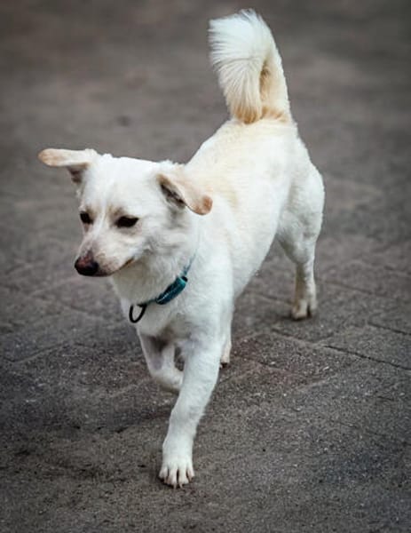 Duke will dein bester Freund sein