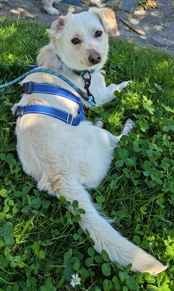 Duke will dein bester Freund sein