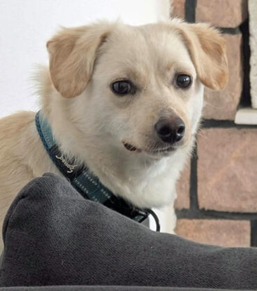 Duke will dein bester Freund sein
