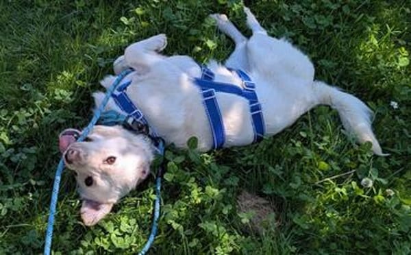 Duke will dein bester Freund sein