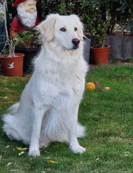 💔 Kayla sucht unverschuldet ein neues Zuhause 💔