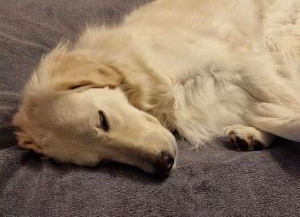 💔 Kayla sucht unverschuldet ein neues Zuhause 💔