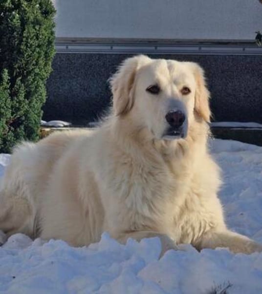💔 Kayla sucht unverschuldet ein neues Zuhause 💔