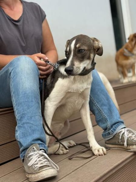 Cooper schüchterner liebevoller Jungrüde