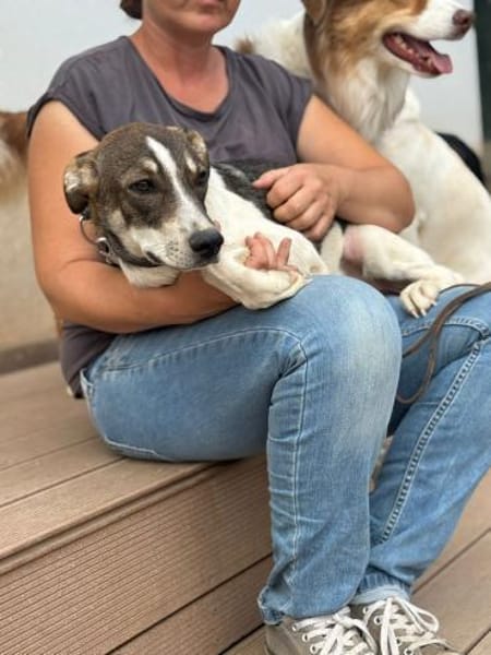 Cooper schüchterner liebevoller Jungrüde