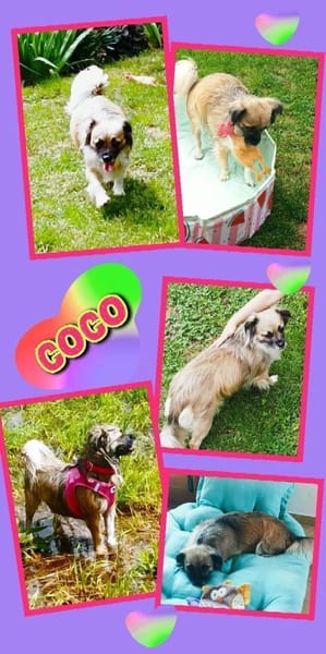 kleine süße Coco auf PS in 91353