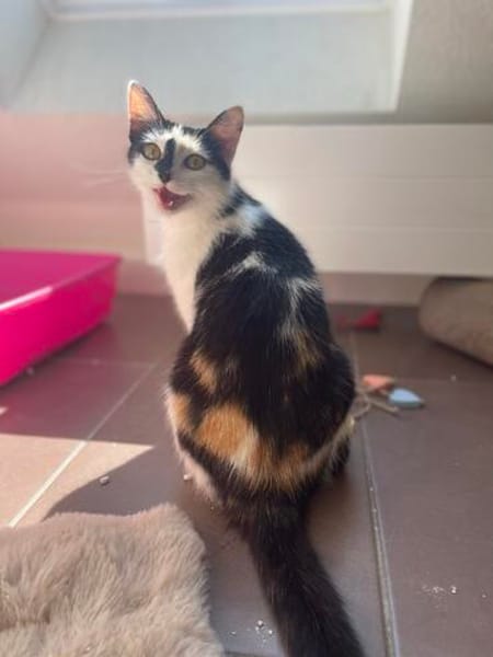 Ola  eine junge Schmusekatze mit großem Herz