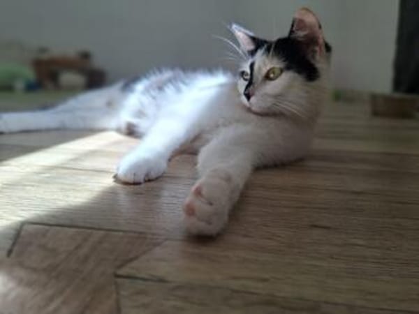 Ola  eine junge Schmusekatze mit großem Herz