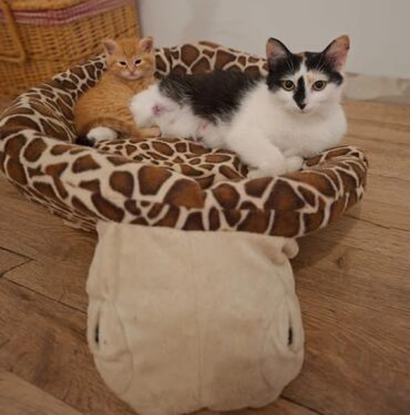 Ola  eine junge Schmusekatze mit großem Herz