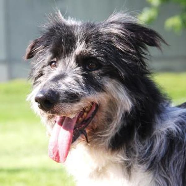 Ziggy - sucht Ruhe und Geborgenheit