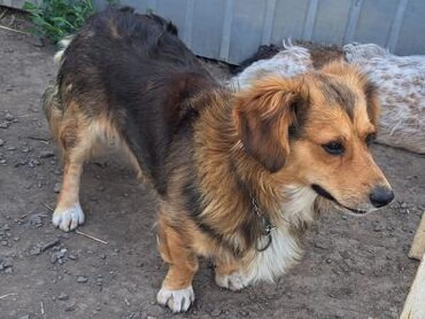 Kleiner Teddy sucht dringend neues Zuhause