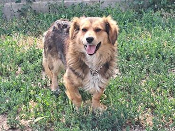 Kleiner Teddy sucht dringend neues Zuhause