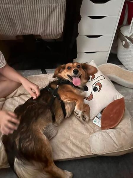 Kleiner Teddy sucht dringend neues Zuhause