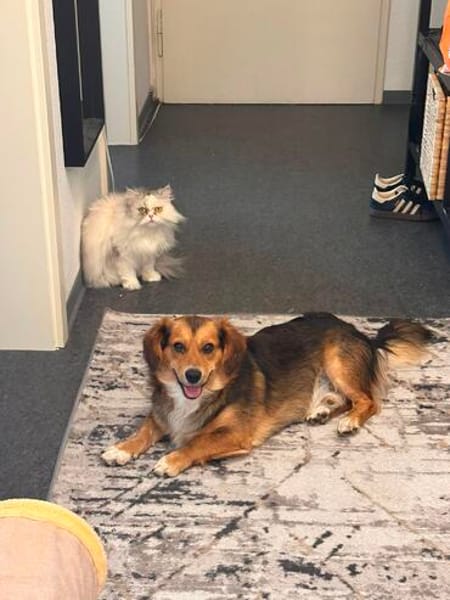 Kleiner Teddy sucht dringend neues Zuhause