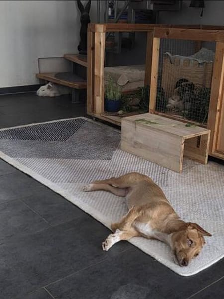 Süßer Felix sucht liebevolles Zuhause