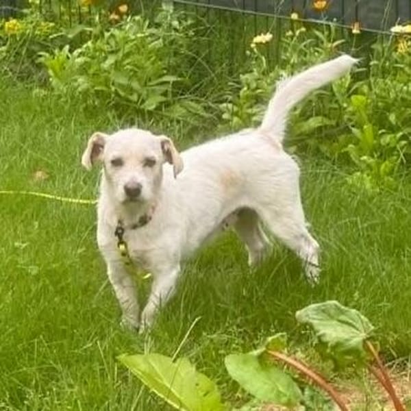 Jane - Für-Immer-Körbchen gesucht