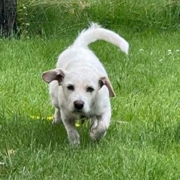 Jane - Für-Immer-Körbchen gesucht