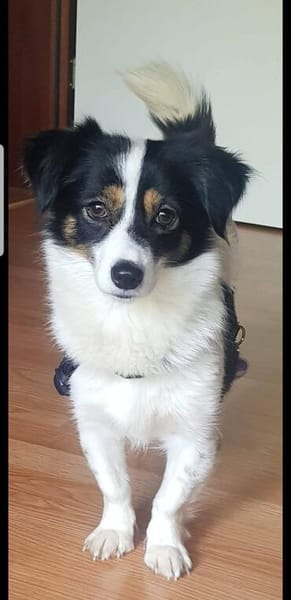 Sanfte Sally sucht liebevolles Heim