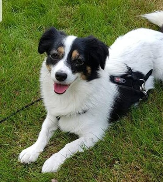 Sanfte Sally sucht liebevolles Heim