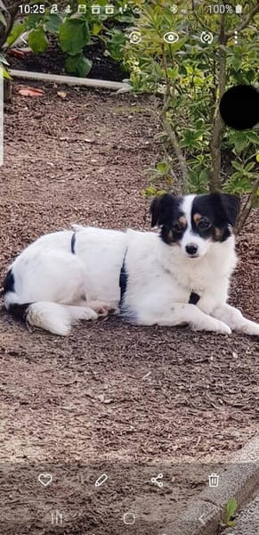 Sanfte Sally sucht liebevolles Heim