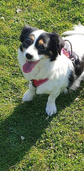 Sanfte Sally sucht liebevolles Heim