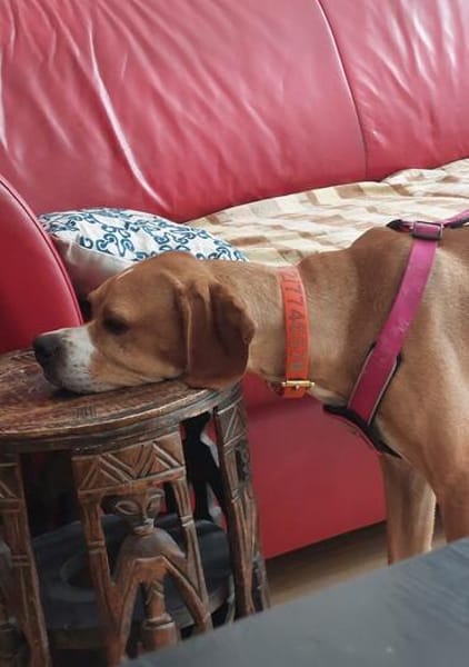 Maggie sucht ihr Für-Immer-Zuhause ❤