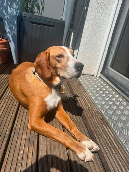 freundl, mittelgroße Dörthe in Köln sucht