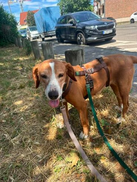 freundl, mittelgroße Dörthe in Köln sucht