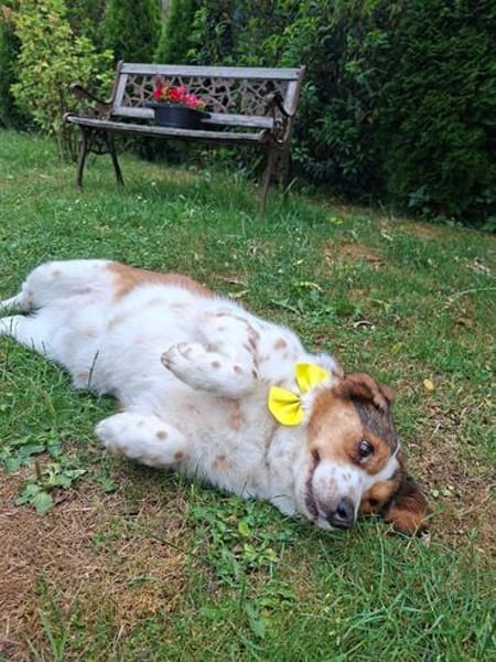 Babette Mix Hündin 4,7 Jahre in 72587