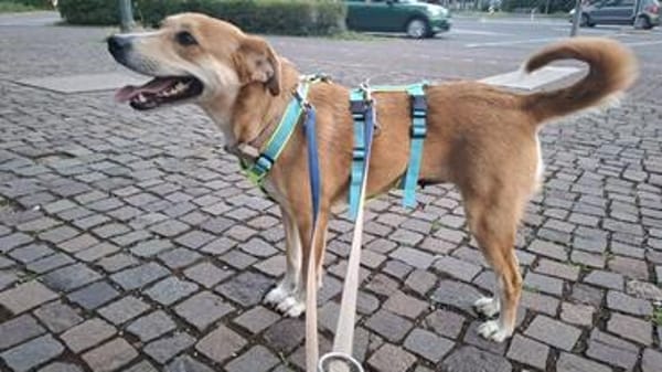 MOANA, fein, klug und chamant sucht