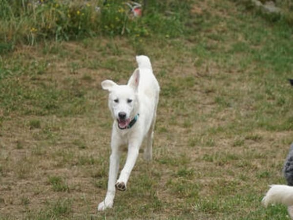 Pingo sucht Familienanschluss