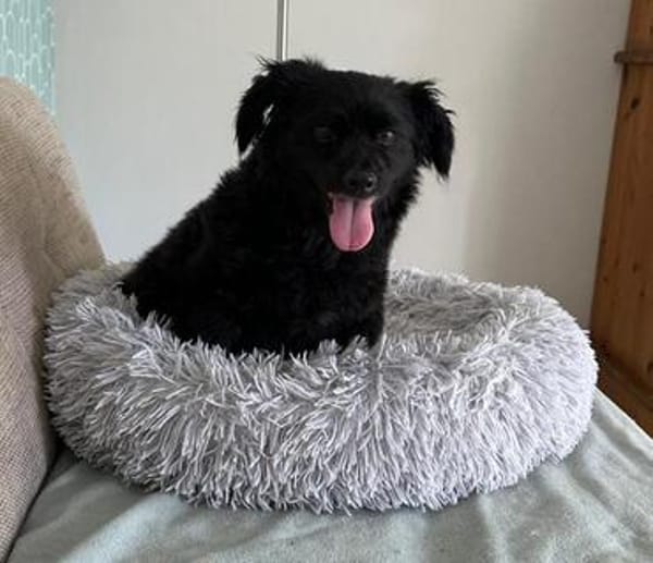 💖Casimira💖 sucht ein schönes Zuhause