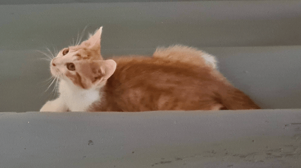 BARTSIE