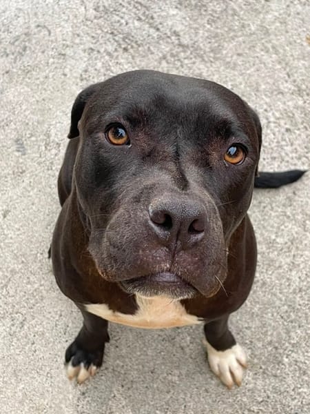 XENA, femelle croisée créole junior